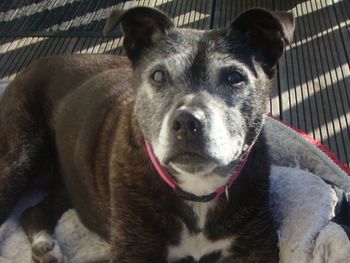 OUR OLD LADY AMY
