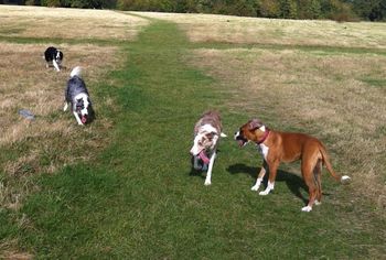 WIZZY, CRACKER, GEM AND AUDREY IN CRANFORD PARK
