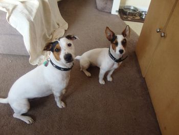 JACK AND POPPY
