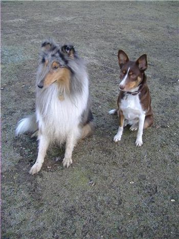 BELLA AND HARLEY POSING BEAUTIFULLY !
