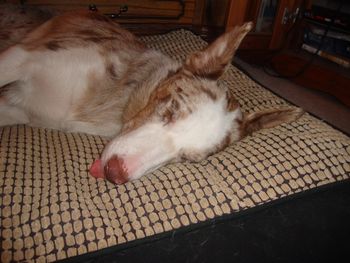 WIZZ HAVING A SNOOZE
