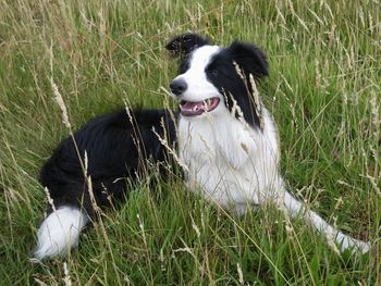 CRACKER TRYING TO CAMOUFLAGE HIMSELF IN THE GRASS !
