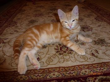 GORGEOUS BOY MR TOM
