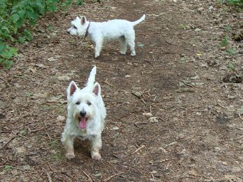 LAIKA AND MIA ENJOYING THEIR WALK
