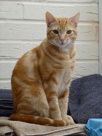 HANDSOME MR TOM, THE MOST DOGGY CAT IVE EVER MET !!
