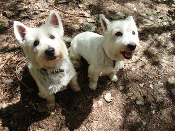 LAIKA AND MIA
