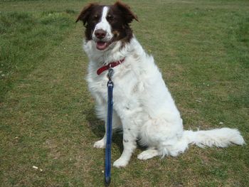 LOVELY COLLIE X GINNY
