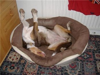 UPSIDE DOWN BELLA

