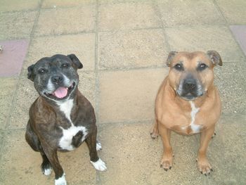 AMY AND MOBY
