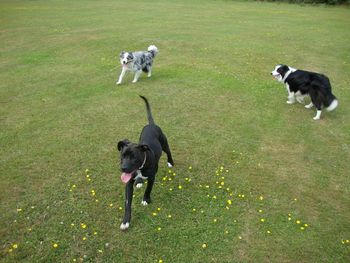 TILLY, GEM AND CRACKER

