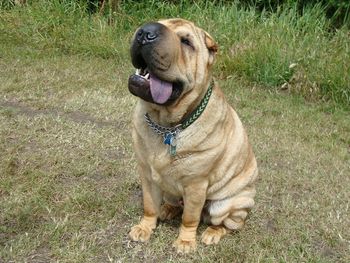 GORGEOUS SHAR PEI ARCHIE
