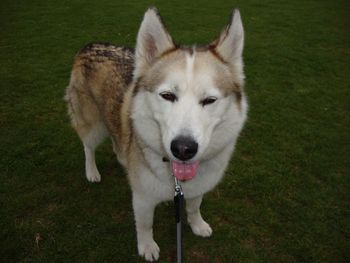 BEAUTIFUL HUSKY MISCHA (PRINCESS !)
