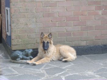 ADORABLE BELGIAN SHEPHERD TERVUREN TAYLOR
