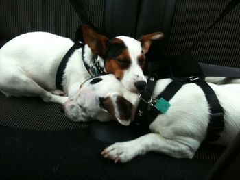 JACK AND POPPY SLEEPY AFTER A WALK
