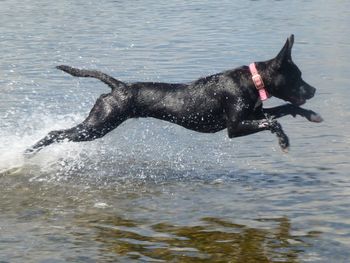 FLYING TILLY !
