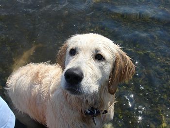 DOUGGIE

