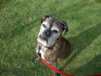 LOVELY OLD BOY ZAC THE BOXER

