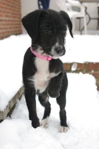 12 WEEK OLD LURCHER X PUPPY MOLLY
