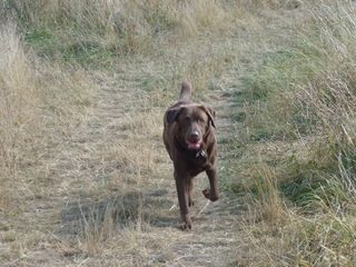 HANDSOME BOY SCOOBY
