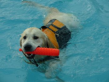 SUPER SWIMMER DOUGGIE !
