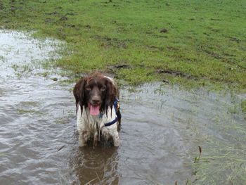 TOBIE HAVING FUN ON HIS WALK
