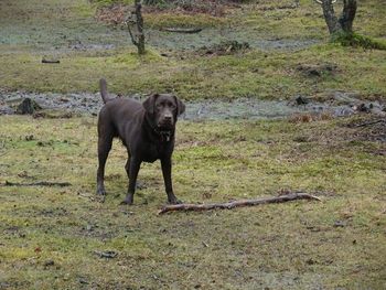 GUS ENJOYING HIS WALK
