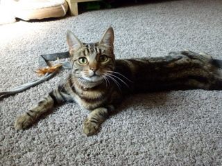 LOVELY BOY OSCAR
