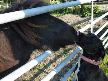 TILLY KISSING BEATNIK THE SHETLAND PONY !
