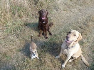 DAISY, SCOOBY AND FUDGE
