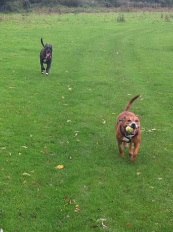 Casey and Tilly
