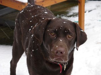 GUSSY IN THE SNOW
