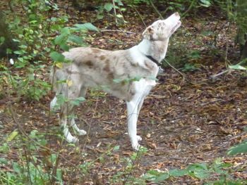 WIZZY ON SQUIRREL WATCH !
