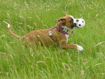 BOXER PUP AUDREY HAVING FUN ON HER WALK
