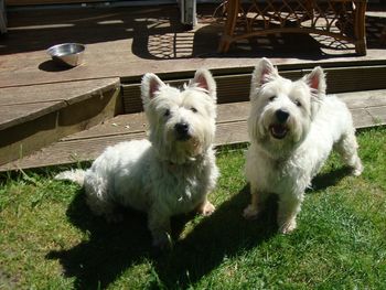 GORGEOUS WESTIE SISTERS MIA AND LAIKA

