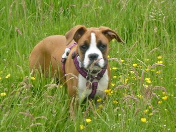 GORGEOUS 4 MONTH OLD BOXER PUP AUDREY
