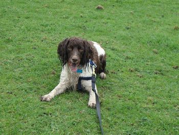 TOBIE LOOKING HANDSOME AND SLIGHTLY WET !

