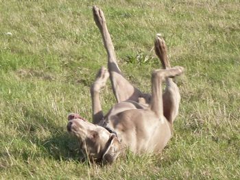 CASPER 'ROLLING ROLLING ROLLING' !!
