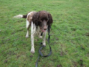 TOBIE THE CRAZY SPRINGER !
