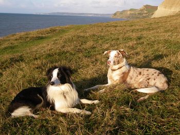 HANDSOME COLLIE BOYS CRACKER AND WIZARD
