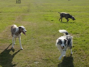 WIZZY, GEM AND CASPER
