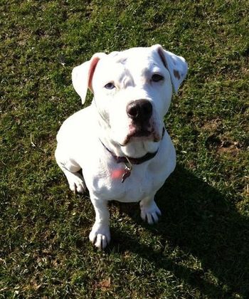 MILLIE OUT ON HER WALK
