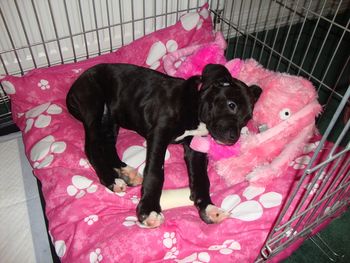 TILLY AFTER A HARD DAY BEING A PUPPY !
