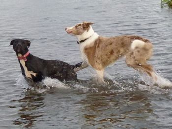TILLY AND WIZZY
