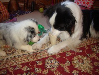GEM THINKING THAT HER BIG BROTHER CRACKERS BONE LOOKS TASTY!
