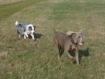 GEM AND CASPER
