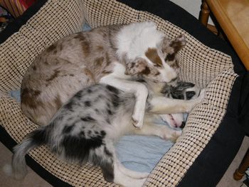 WIZZ AND HIS LITTLE SISTER GEM HAVING A SNOOZE
