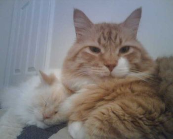 CLARENCE AND A SLEEPY LUCY
