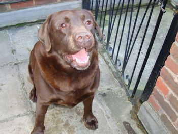 OLLIE THE CHOCOLATE LAB
