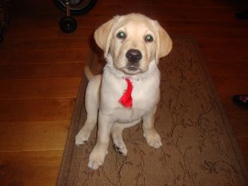 LOVELY LABRADOR PUPPY 'HONEY'
