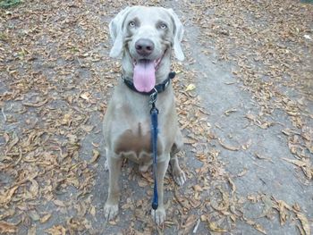 GORGEOUS WEIMARANER CASPER
